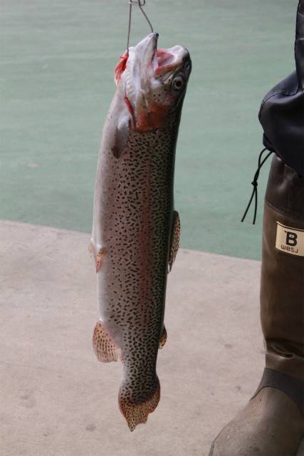 としまえんフィッシングエリア 釣果