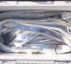 フィッシング キッタカ 釣果