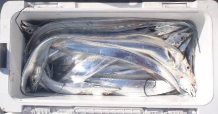 フィッシング キッタカ 釣果