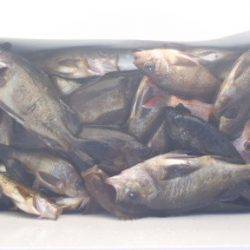 フィッシング　キッタカ 釣果