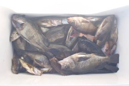 フィッシング　キッタカ 釣果