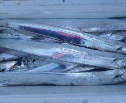 フィッシング キッタカ 釣果