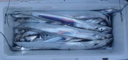 フィッシング　キッタカ 釣果