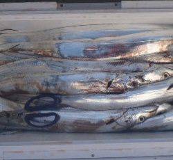 フィッシング キッタカ 釣果