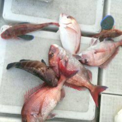 THESEAMAN(ザシーマン) 釣果