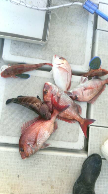 THESEAMAN(ザシーマン) 釣果