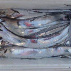 フィッシング キッタカ 釣果