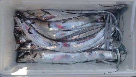 フィッシング キッタカ 釣果