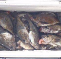 フィッシング キッタカ 釣果