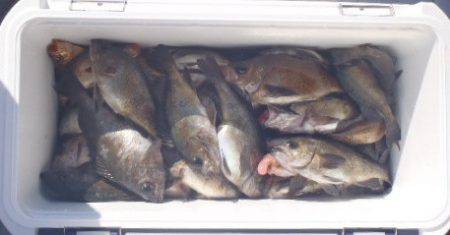 フィッシング キッタカ 釣果