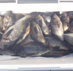 フィッシング　キッタカ 釣果