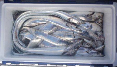 フィッシング キッタカ 釣果