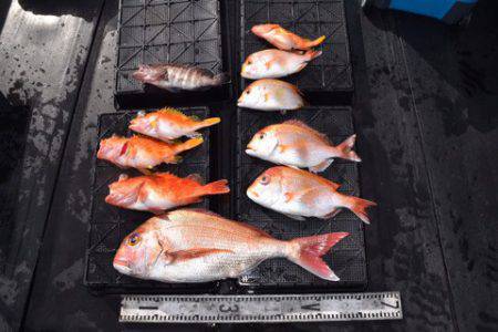 渡船屋たにぐち 釣果