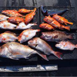 渡船屋たにぐち 釣果