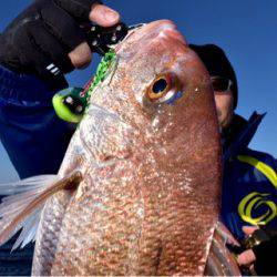 渡船屋たにぐち 釣果