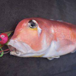 渡船屋たにぐち 釣果