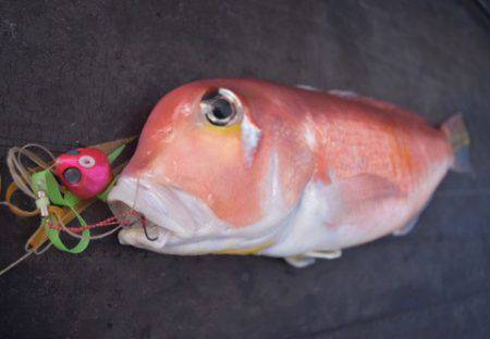 渡船屋たにぐち 釣果