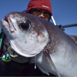 渡船屋たにぐち 釣果