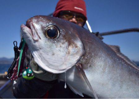 渡船屋たにぐち 釣果