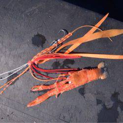 渡船屋たにぐち 釣果