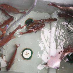 ビッグファイター 釣果