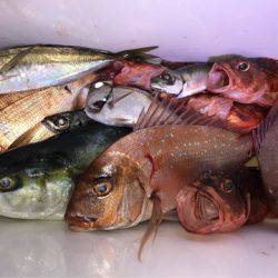 龍神丸(鹿児島) 釣果