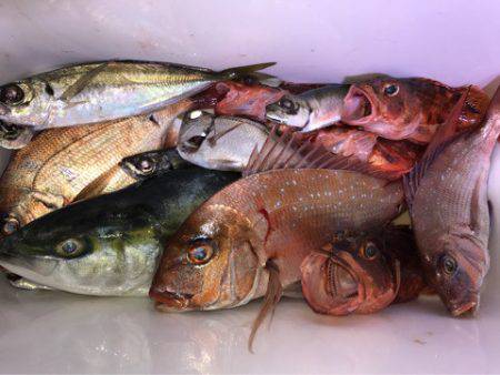龍神丸(鹿児島) 釣果