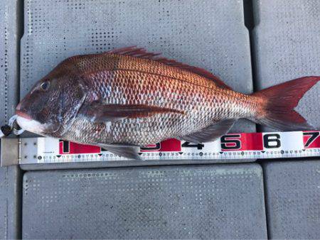 釣鯛洋 釣果