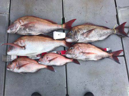 釣鯛洋 釣果