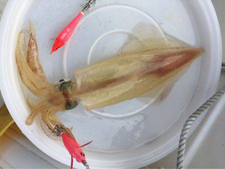 「LaGooN」蒼陽丸 日和号　 釣果