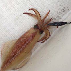 「LaGooN」蒼陽丸 日和号　 釣果