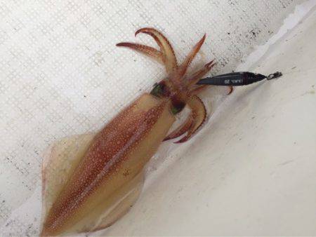 「LaGooN」蒼陽丸 日和号　 釣果