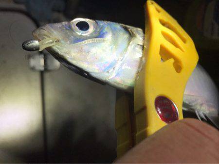 Monster Rush! 釣果