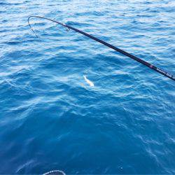 龍神丸(鹿児島) 釣果