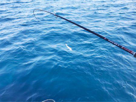 龍神丸(鹿児島) 釣果