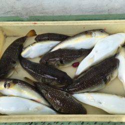 ヤザワ渡船 釣果