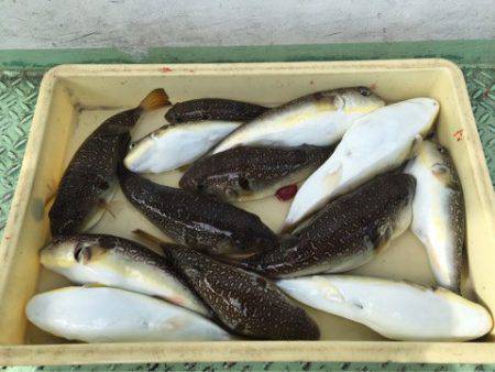 ヤザワ渡船 釣果