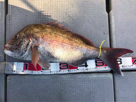 釣鯛洋 釣果