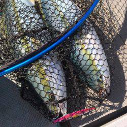 ＴＡＲＯＭＡＲＵ 釣果