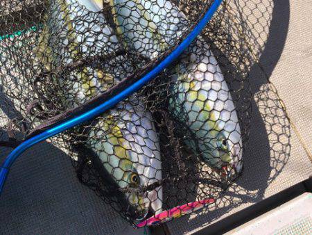 ＴＡＲＯＭＡＲＵ 釣果