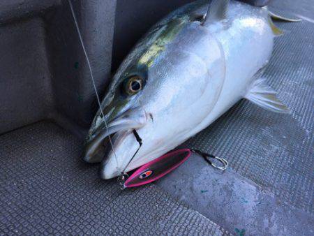 ＴＡＲＯＭＡＲＵ 釣果