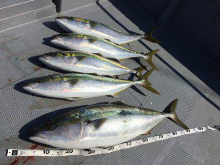 ＴＡＲＯＭＡＲＵ 釣果