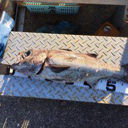 ＴＡＲＯＭＡＲＵ 釣果