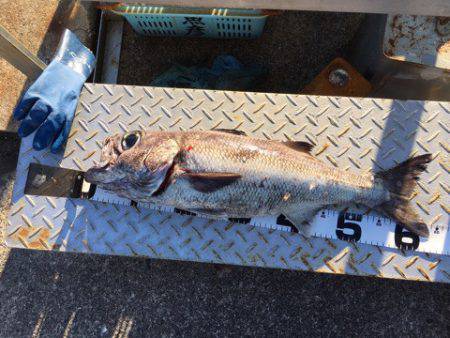 ＴＡＲＯＭＡＲＵ 釣果