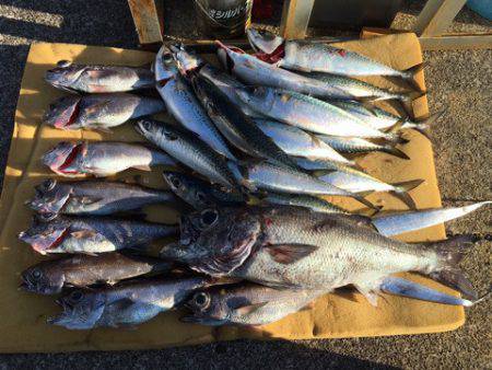 ＴＡＲＯＭＡＲＵ 釣果