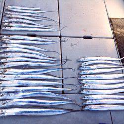 SeaRide(シーライド) 釣果