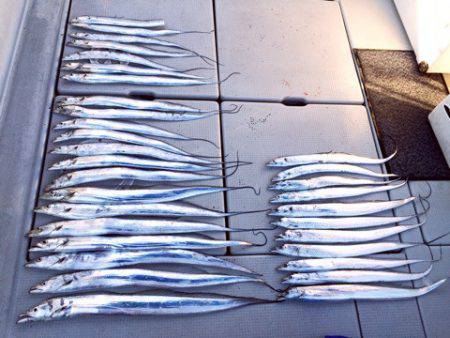 SeaRide(シーライド) 釣果