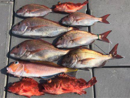 釣鯛洋 釣果
