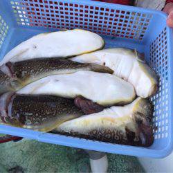 ヤザワ渡船 釣果