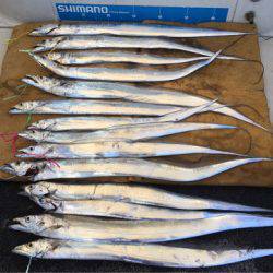 末広丸(熊本) 釣果